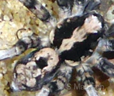 Lycosidae 11