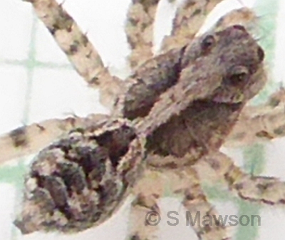 Lycosidae 12