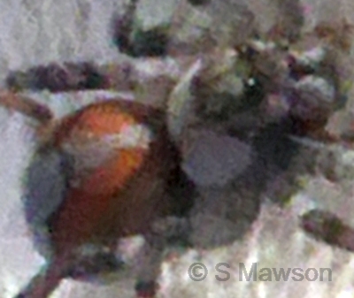 Lycosidae 13