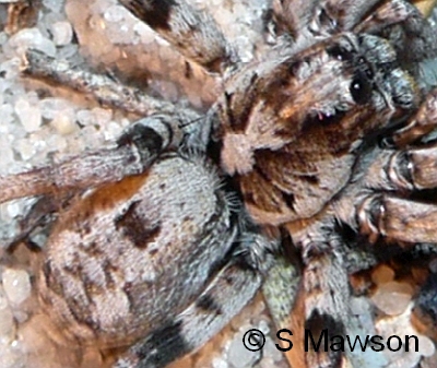 Lycosidae 5