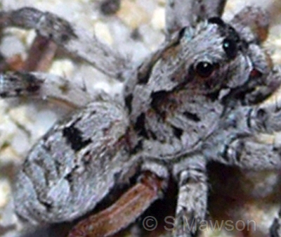 Lycosidae 6