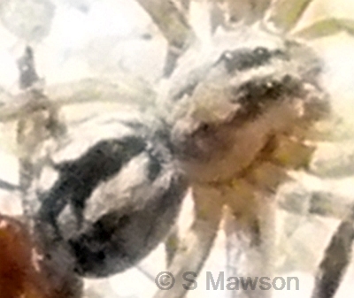 Lycosidae 1