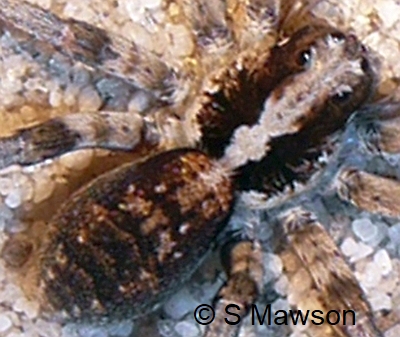 Lycosidae 3