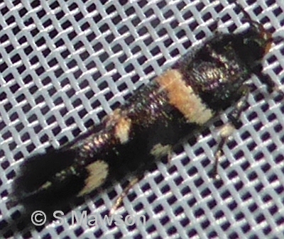Macrobathra alternatella