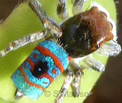Maratus mungaich