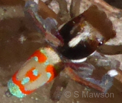 Maratus pavonis