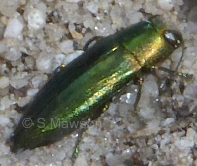 Melobasis costipennis