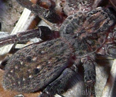 Mituliodon tarantulinus