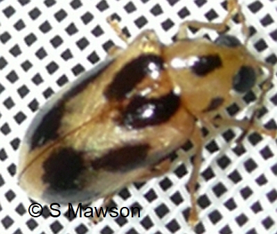 Monolepta sp. 1