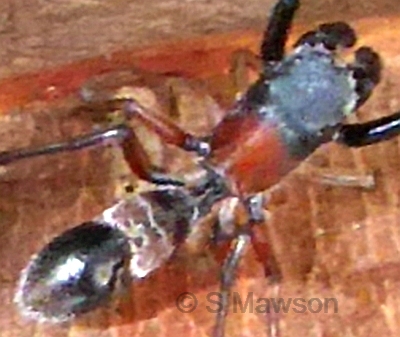 Myrmarachne sp. 2
