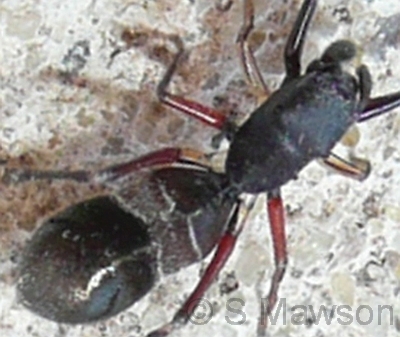 Myrmarachne sp. 1