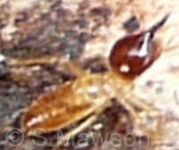 Nasutitermes sp. 1