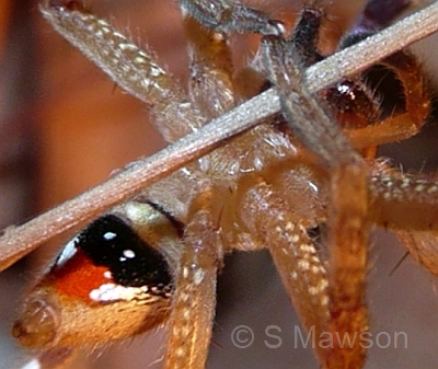 Neosparassus sp. 1