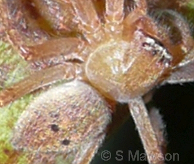Neosparassus sp. 4