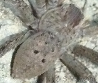 Neosparassus sp. 5