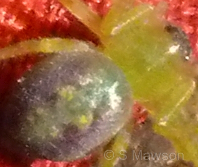 Neosparassus sp. 7