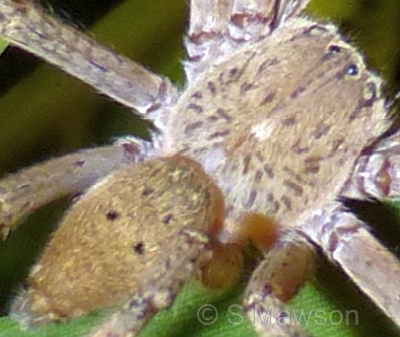 Neosparassus sp. 3