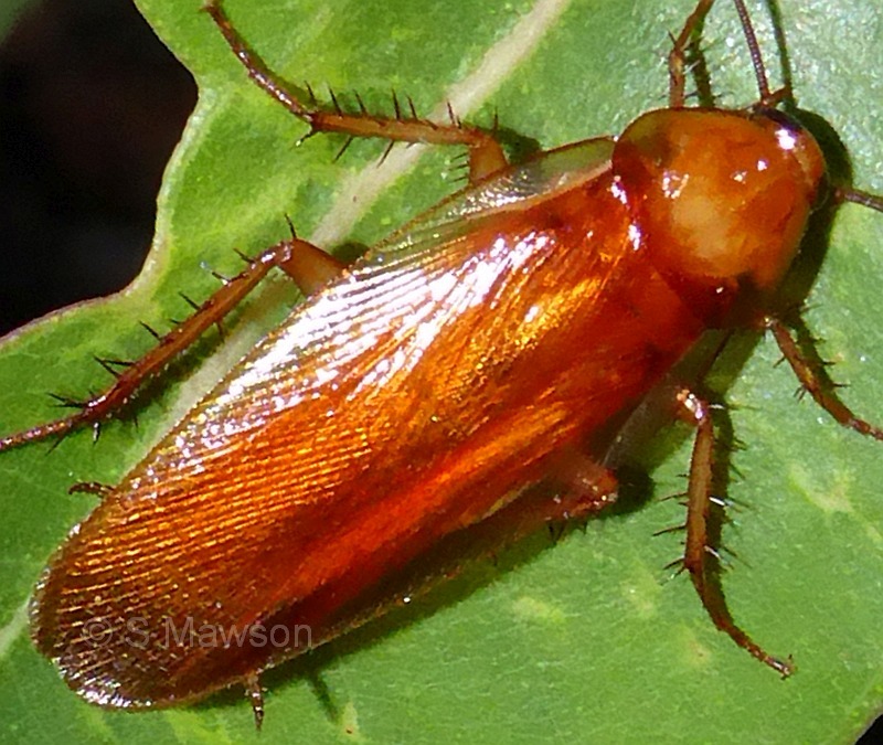 Neotemnopteryx fulva