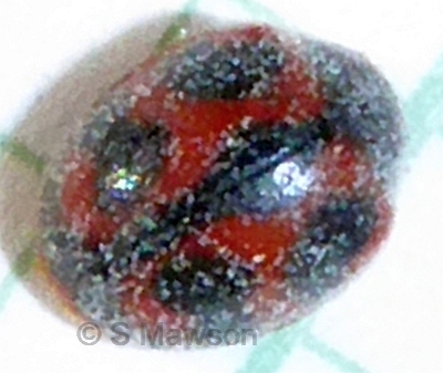 Novius cardinalis