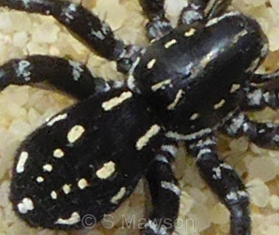 Nyssus albopunctatus
