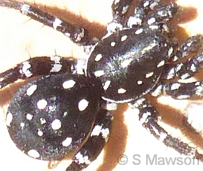 Nyssus sp. 1
