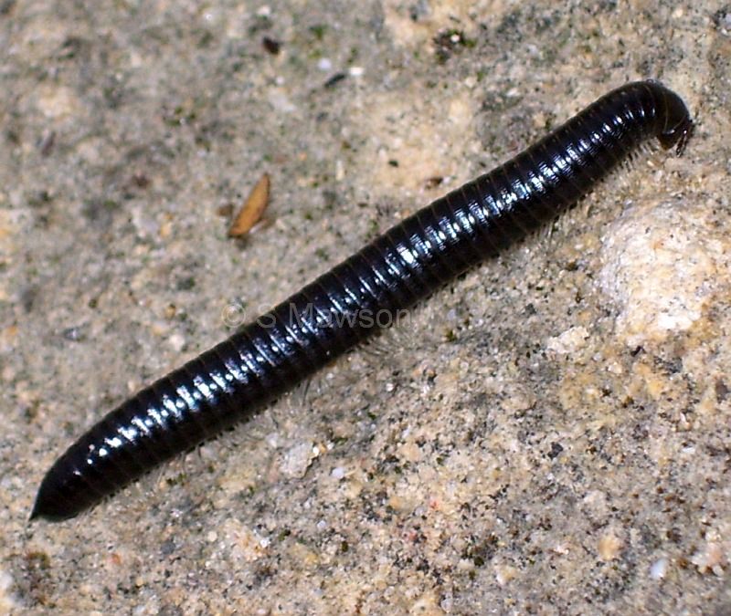 Ommatoiulus moreleti
