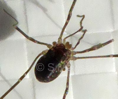 Opiliones 1
