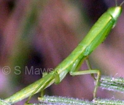 Orthodera ministralis