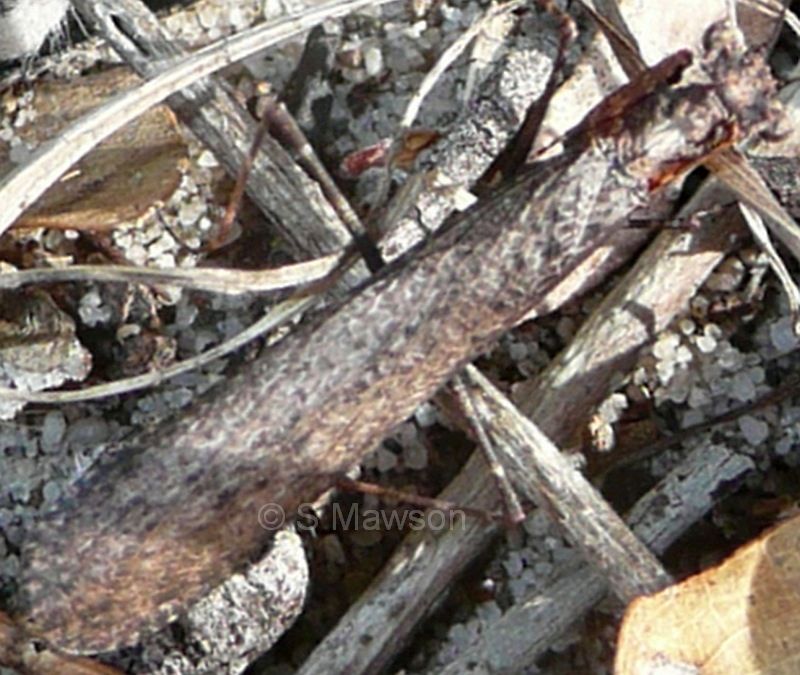 Paraoxypilus laticollis (male)
