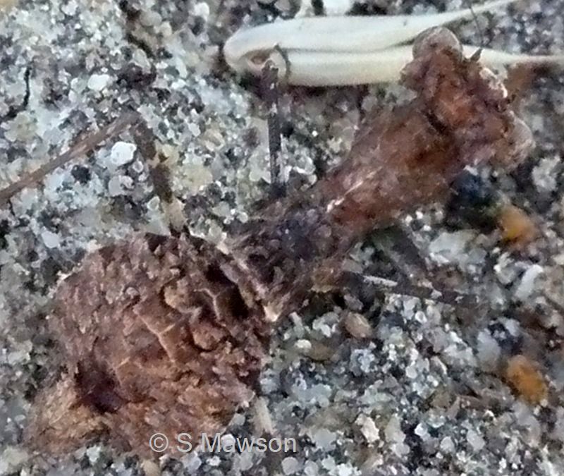 Paraoxypilus laticollis (female)