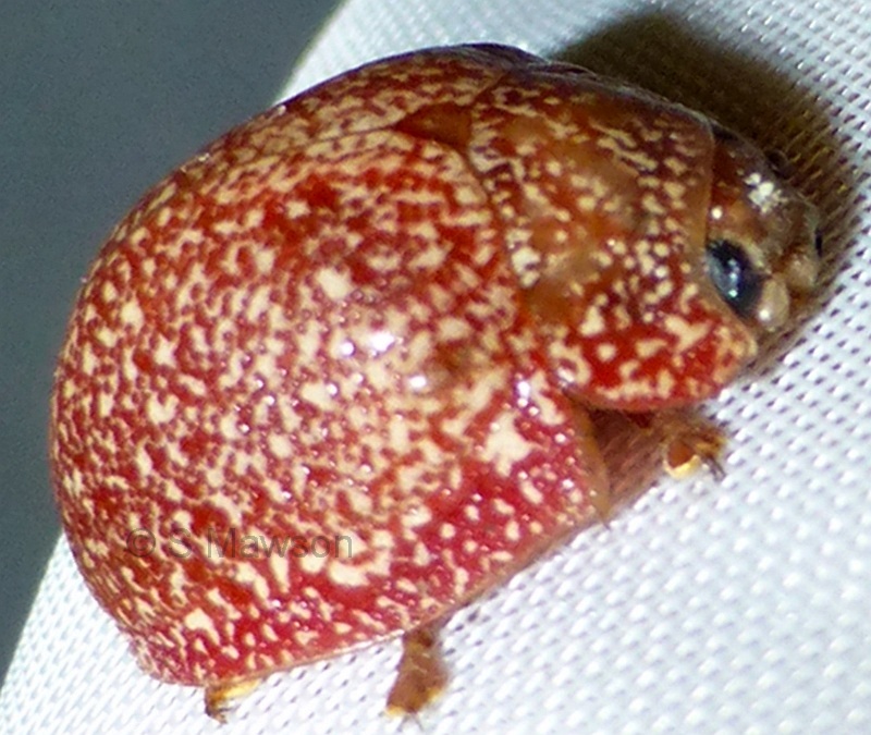 Paropsis variolosa