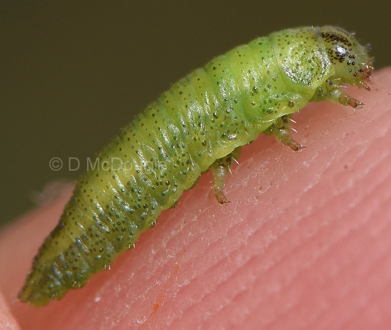 Paropsisterna sp. 1 (larva)