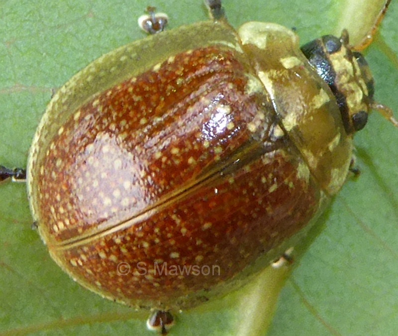 Paropsisterna variicollis