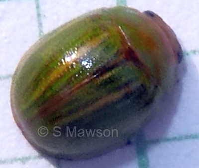 Peltoschema sp. 1