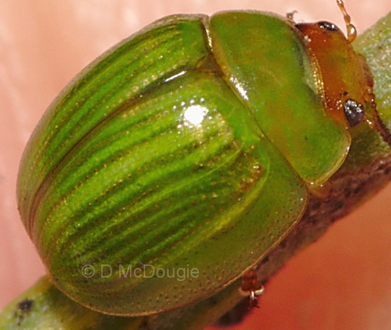 Peltoschema sp. 2