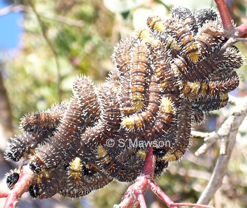 Perga sp. 1 (larvae)