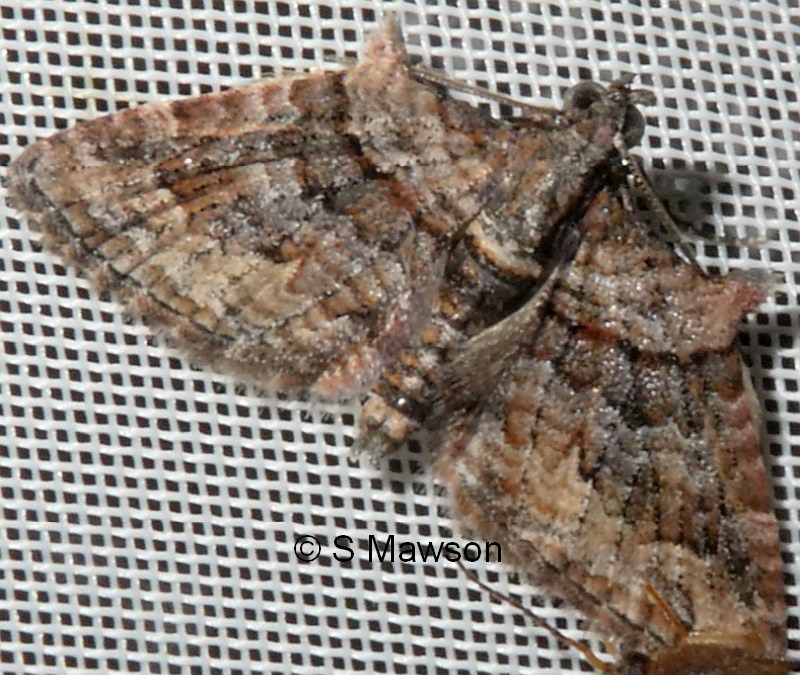 Phrissogonus laticostata