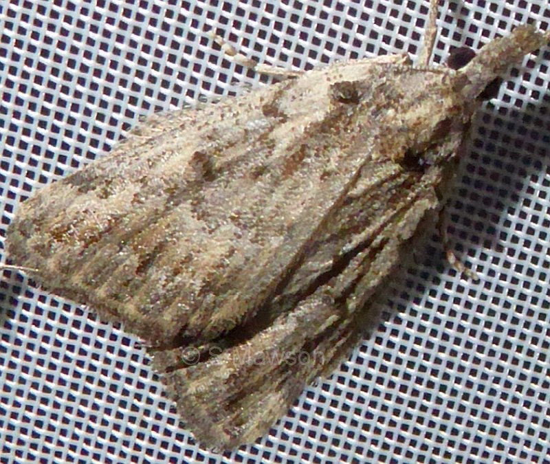 Phrixocomes sp. 1