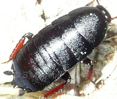 Platyzosteria jungi