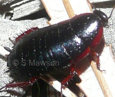 Platyzosteria marginalis