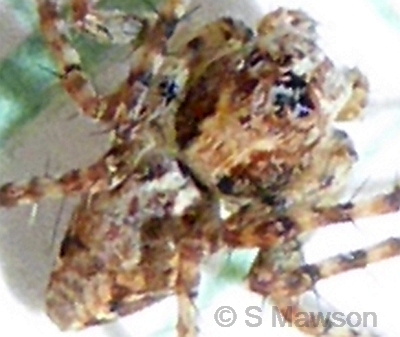 Plebs cyphoxis (male)