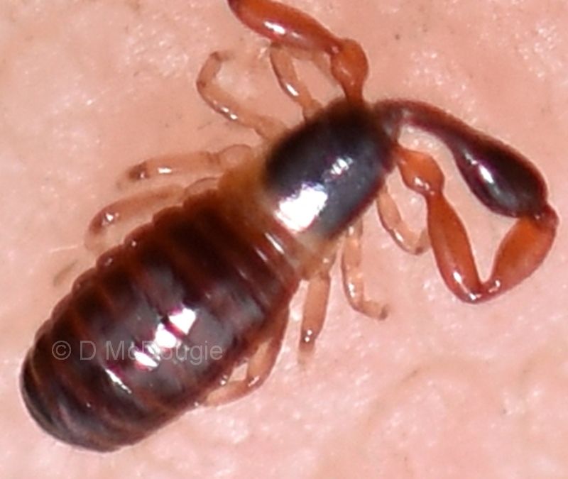 Pseudoscorpiones 1