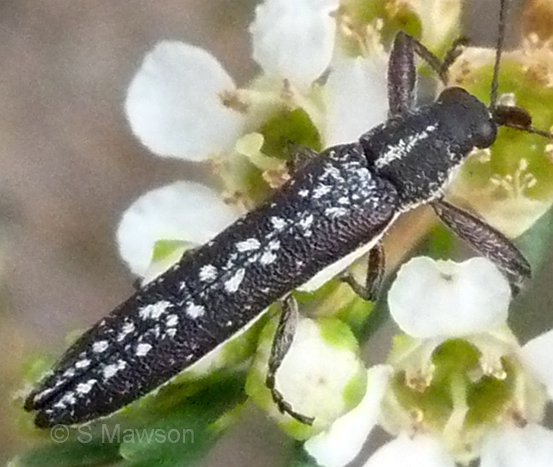 Rhinotia acaciae