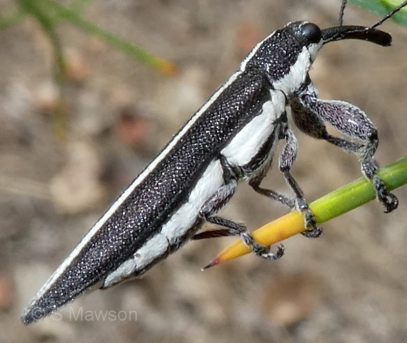 Rhinotia suturalis