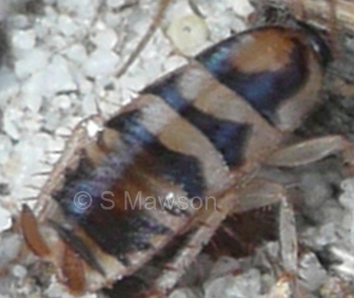 Robshelfordia simplex