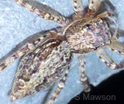 Salticidae 10