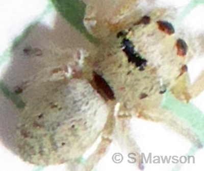 Salticidae 5