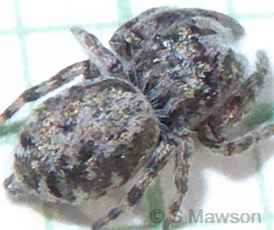 Salticidae 7