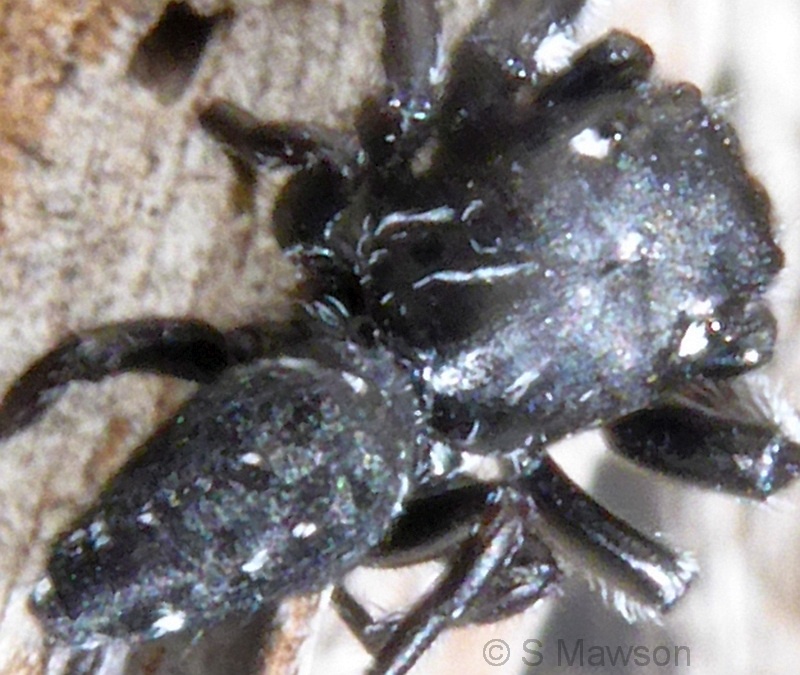 Salticidae 3