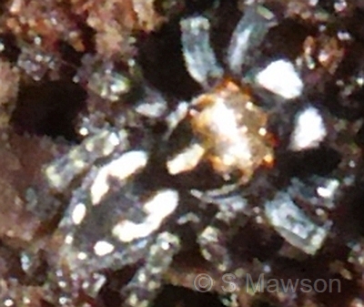 Salticidae 4